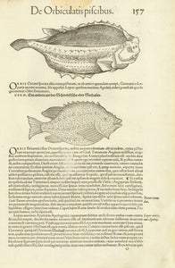 "Orbis Gibbosi, Orbis oblongus, Orthragoriscus"  Woodcuts. Published in "Piscium and aquatilium animantium nature" Zurich, 1558  By Conrad Gessner (1516-1565)  Zurich, 1558 Fish