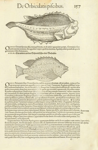 "Orbis Gibbosi, Orbis oblongus, Orthragoriscus"  Woodcuts. Published in "Piscium and aquatilium animantium nature" Zurich, 1558  By Conrad Gessner (1516-1565)  Zurich, 1558 Fish