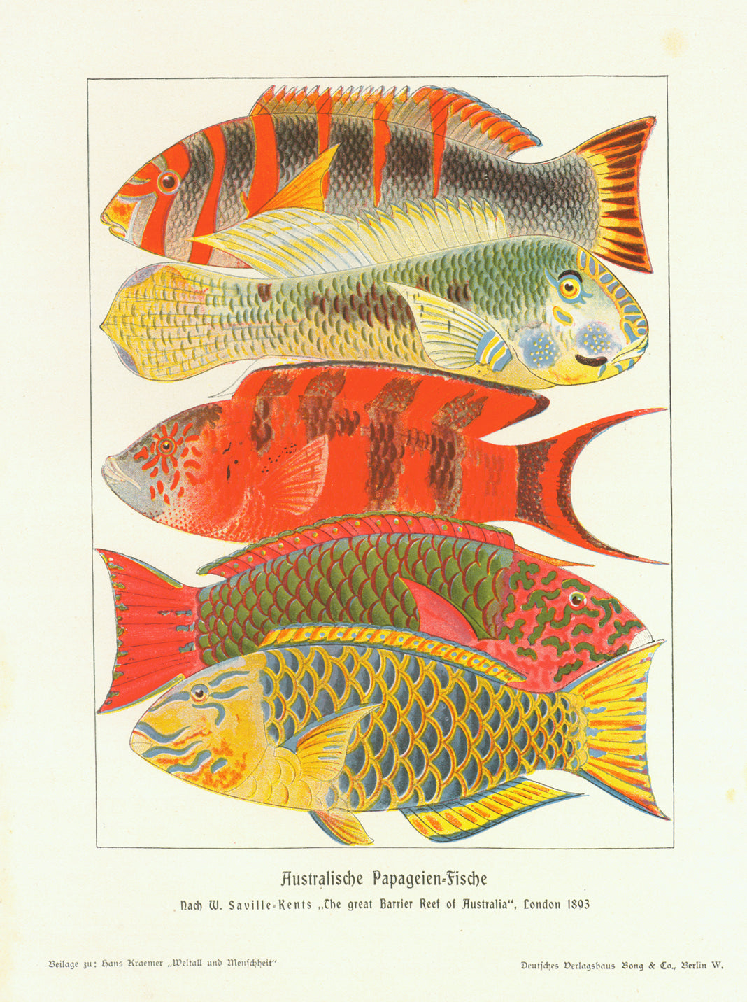 "Australische Papageien Fische"  Wood engraving printed in color, 1904. Light spotting in right margin