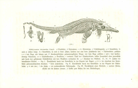 "Ichthyosaurus intermedius Conyb. "  Wood engraving published 1869. The image is numbered with the various animal parts given in German below the image.  Original antique print  