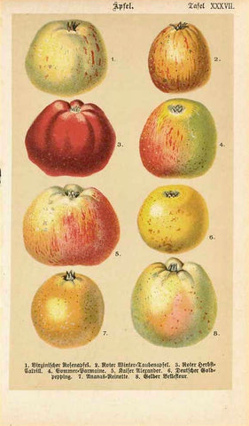 "Aepfel" - Apples  Original antique print   Chromolithograph of various sorts of old apples with their German names. Published 1890.