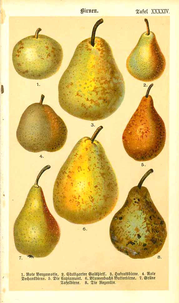 "Birnen"  Chromolithograph of various sorts of old pears with their German names. Published 1890.  Original antique print 