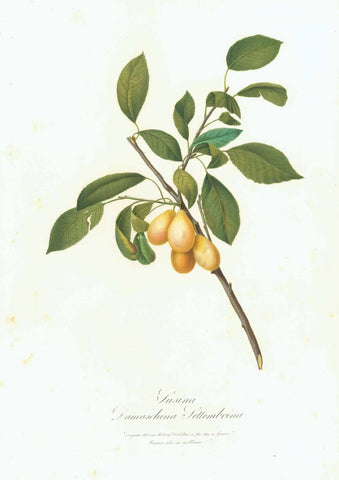 Pears. - "Susina Damaschina Settembrina" Finely hand-colored aquatinta by Domenico del Pino (1793-1851)  Published in "Pomona Italiana"  By Giorgio Gallesio (1772-1839)  Engraved and Published in Genova and Florence, dated 1819  Original antique print 