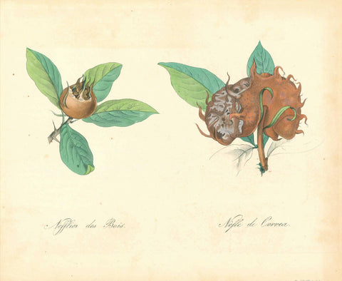 "Nefflier des Bois" and "Nefle de Correa"  Mispel, Medlar, Nefflier des Bois, Nefle de Correa, Mespilus germanica  Medlar - Mispel  Anonymous hand-colored aquatinta. Ca. 1825