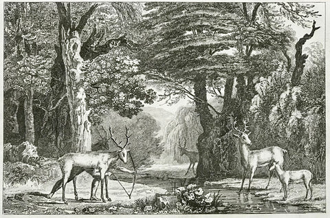"Chasse aux Cerfs. Hirschjagd" ( hunting deer inside a deerskin )