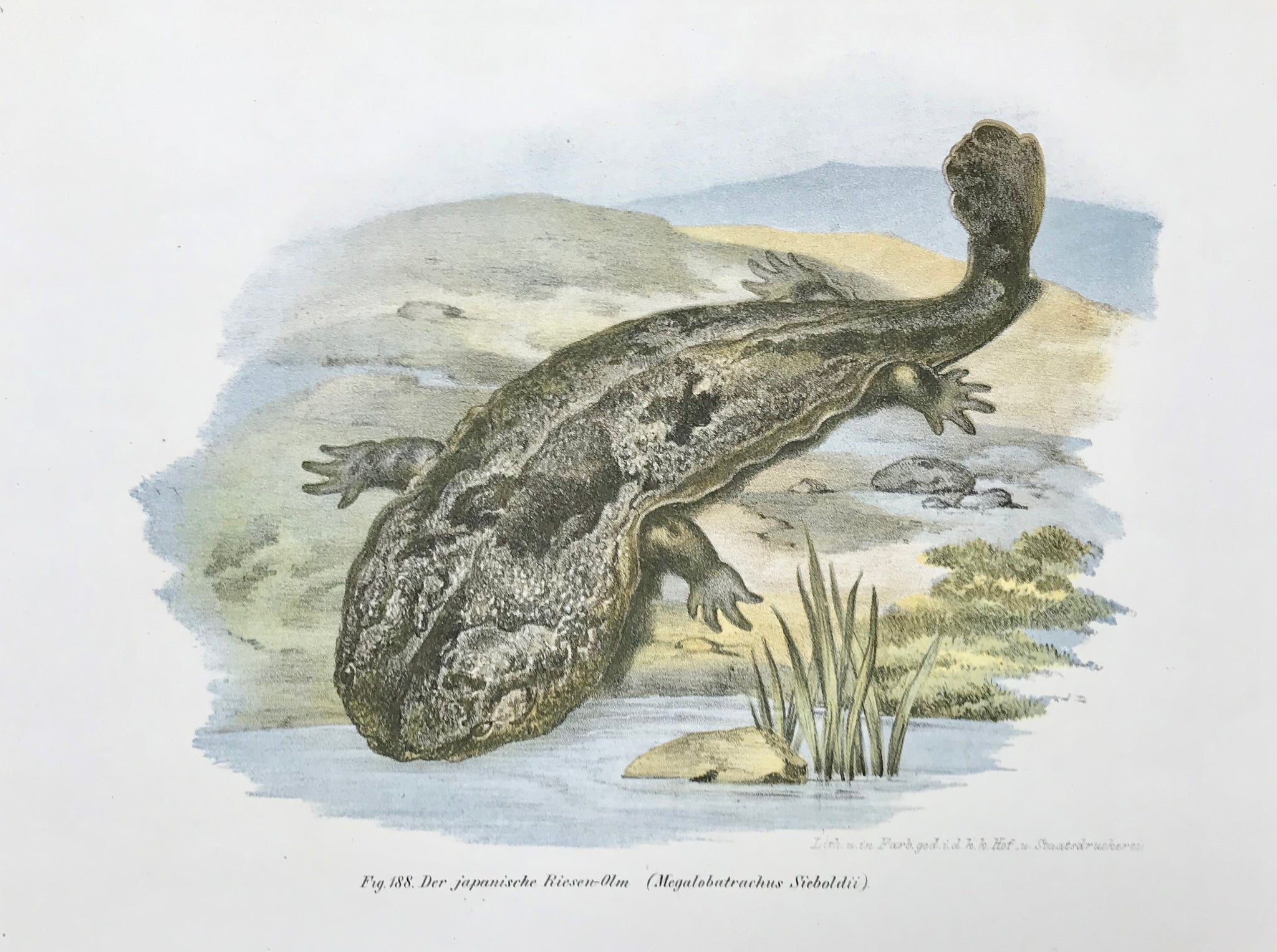 Der Japanische Riesen - Olm (Megalobatrachus Sieboldii)  Lithographs printed in color by the k.k. Hof u. Staatsdruckerei ca 1875.  Page size :24 x 31 cm ( 9.4 x 12.2 ")