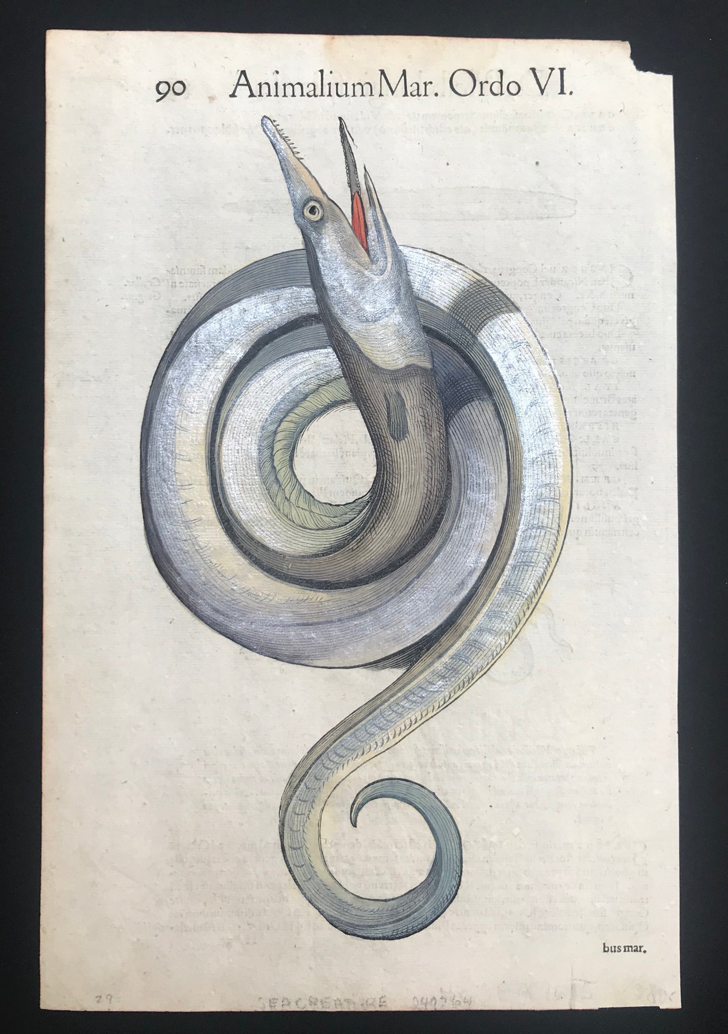 Woodcut from Conrad Gessner 1558. Very attractive hand coloring using eggwhite highlighting for a silvery effect.  Text on the reverse side in Latin about eels.  Small piece of upper right corner is missing. Light water stain in upper area. Two tiny repairs on lower margin edge.  Page size: 34 x 22 cm ( 13.3 x 8.6 ")