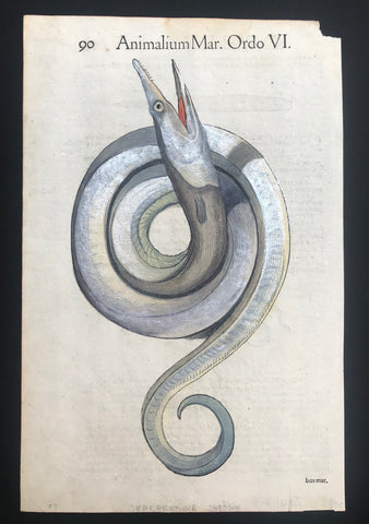 Woodcut from Conrad Gessner 1558. Very attractive hand coloring using eggwhite highlighting for a silvery effect.  Text on the reverse side in Latin about eels.  Small piece of upper right corner is missing. Light water stain in upper area. Two tiny repairs on lower margin edge.  Page size: 34 x 22 cm ( 13.3 x 8.6 ")