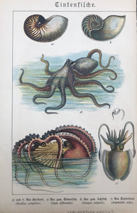 "Tintenfish" (Nautilis pompilius, Sepia officialis, Octopus vulgaris, Argonauta argo)  Chromolithograph ca 1880. Minor signs of age and use.  26.2 x 17.5 c ( 10.3 x 6,8")