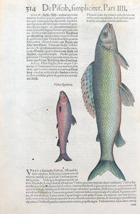 The fish on the left is an "Aesche" in German and on the right is a "Forelle" (trout).  Woodcut published ca 1585. Reverse side is printed with three fish images and text. Fine, recent hand coloring. Print has small, scattered worm holes in lower part of image. Small repairs in upper right margin corner.. 400 years have left their signs of age!  Page size: 34 x 22 cm ( 13.3 x 8.6 ")