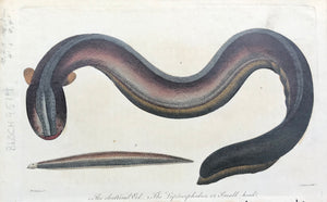 BLOCH FISH  The electrical Eel. The Leptocephalus or Small head.  Copper engraving by J. Pass of various fish after Marcus Elieser Bloch. Published from 1800-1806.  Page size: 12.2 x 21.4 cm ( 4.8 x 8.4 ")  Marcus Eliezer Bloch (1723 - 1799) was a German ichthyologist and physician. He was one of the foremost scientists in this field. His Allgemeine Naturgeschichte der Fische" with 432 excellent copper etching plates of fish, published in Berlin between 1781 - 1795 in 12 volumes. 