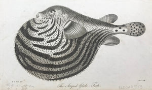 Fish Striped Globe Fish