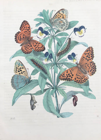 Pearl Butterflies  Wood engraving dated 1852. Original hand coloring. Extra page of text.