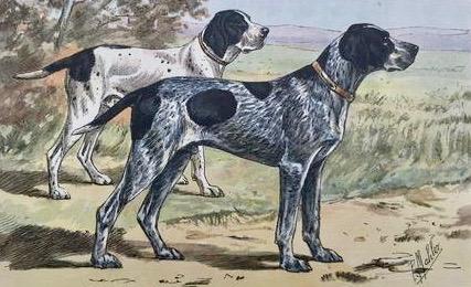 Le Braque Bleu D'Auvergne  Hunting Dogs  All Prints are in Very Good condition unless otherwise noted.  The following series of dog prints are "photogravures" printed in color after the original watercolors by P. Mahler.
