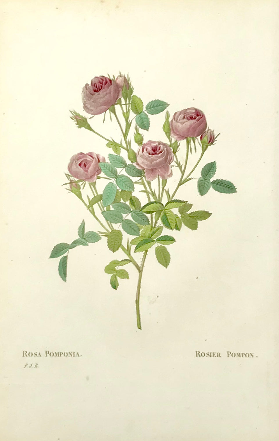 Redouté: Rosa Pomponia