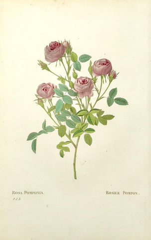 Redouté: Rosa Pomponia