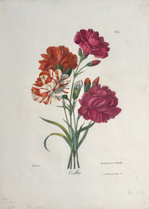 Botanical Bouquet