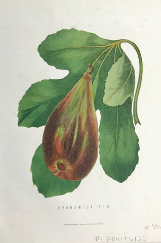 "Brunswick Fig"  Pen lithograph published in London ca 1860. Original hand coloring.