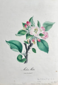 "Malus Mitis"  (Apple Blossoms)  Lithograph in original color published in London, 1842.