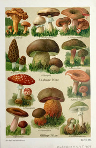 Antique Mushroom Prints Funghi - Pilze - Hongos  Chromolithograph, 1911.