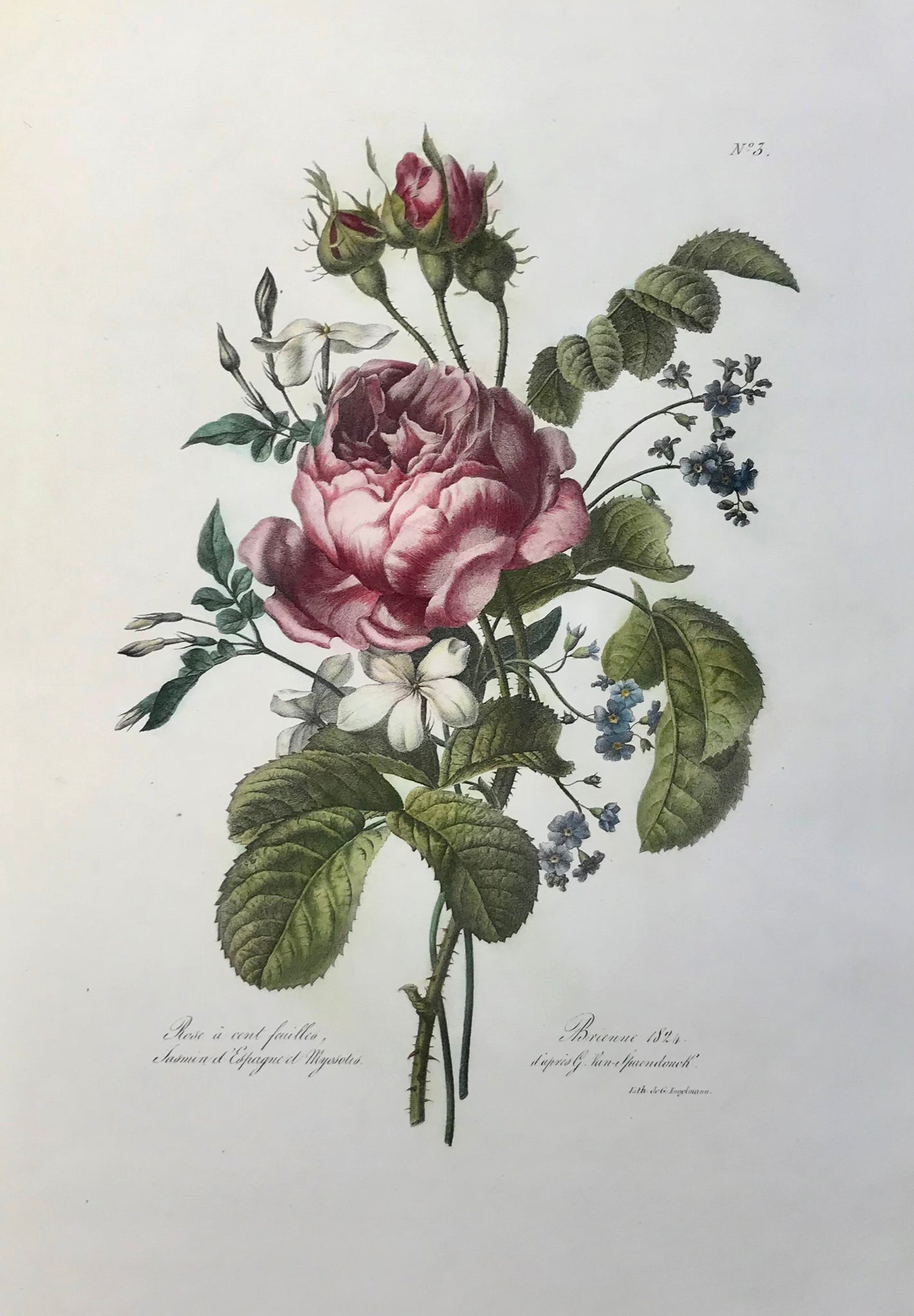 "Rose à cent feuilles - Jasmin d'Espagne et Myosotis"  A rose flower bouquet with a Centifolia-rose, Spanish jasmine and forgetmenot  Delightful lithograph by Gottfried (Godefroy) Engelmann (1788-1839)  After Gerard van Spaendonck (1746-1822)  Brienne, dated 1824  Very clean and very attractive. Minimal restored faults in margins.  Sheet size 36 x 26 cm (ca. 14.2 x 10.2")  $ 950.00  Order Nr. EXCLUSIVE249238