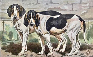 Hunting Dog  Le Bâtard Anglo-Saintongeois  Very small repaired tear in left margin.  All Prints are in Very Good condition unless otherwise noted.  The following series of dog prints are "photogravures" printed in color after the original watercolors by P. Mahler.  MIMARD & BLACHON, a company focusing on the manufacture of hunting rifles and bicycles published these dogs a collection to be used as a gift to their best customers. 