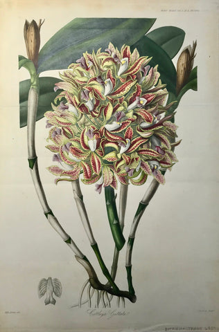 Catteleya Guttata  Steel aquatint in original hand coloring. Engraved by Barclay after Miss Drake for the "Transactions" of the Royal Horticultural Society of London. Ca 1820.  Spectacular image. Almost invisible horizontal folds to fit book size.  Page size: 42 x 28.5 cm ( 16.5 x 11.2 ") Height of plant: 36.5 cm ( 14.3 "