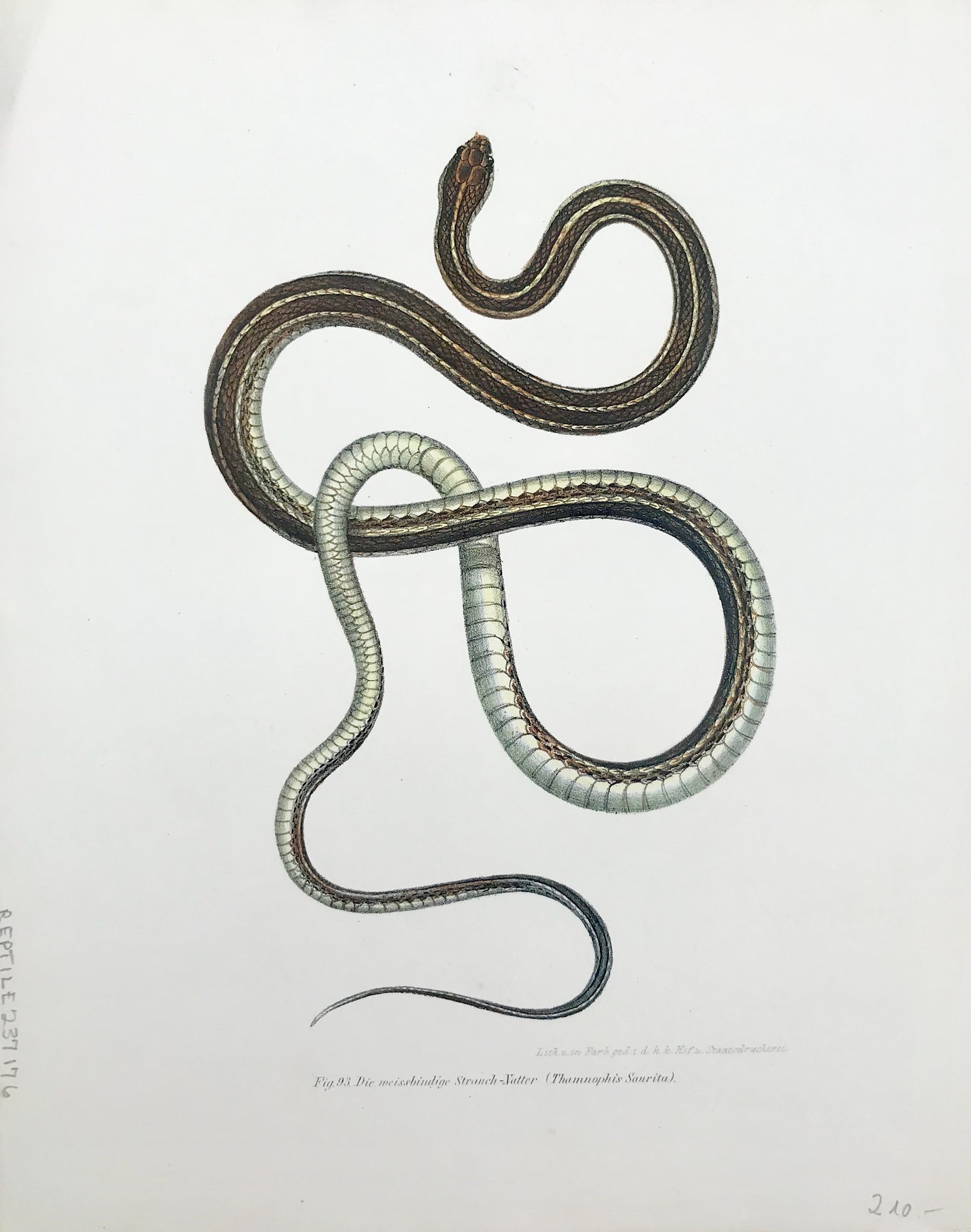 "Die weisschindige Strauch-Natter (Thamnophis Saurita)"  Snake lithographs printed in color from:  "Naturgeschichte der Amphibien"  Autor: Leopold Joseph Fitzinger (1802-1884)  Published by Hof- und Staatsdruckerei Vienna, 1864  Page size: 24 x 30.5 cm ( 9.4 x 12 ")  The prints have minor signs of age and use. Special faults are mentioned.   