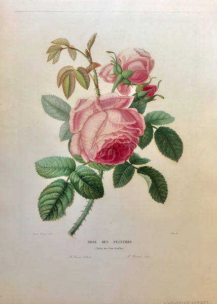 Rose des Peintres (Tribu des Cent-feuilles)