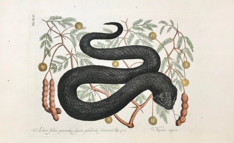 Catesby: "Arbor foliis pinnatis Spica fericea Alp. Vipera nigra" (Snake)