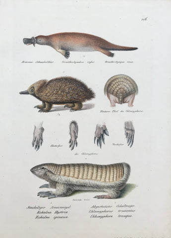 Brauns Schnabelthier Ornithorhynchus rufus Ornithorhynque roux Stachliger Ameisenigel, Abgestutzter Schidtrager, Echidna Hystrix Chlamyphorus truncatus, Echicne epineux Chlamyphore tronque.  Very detailed lithograph ca 1850. Fine original hand coloring.  Page size: 32 x 23.5 cm ( 12.5 x 9.2 ")   