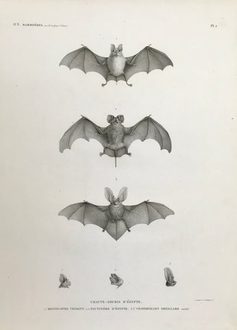 hauve-Souris D'Egypte  1. Taphien Filet. 2. Nyctere de la Thebaide. 3. Vespertulion Pipistrelle.  Fine copper stipple-line etching by Bouquet from "Description de l'Egypte ou Recueil des observations et des recherches qui ont été faites en Egypte pendant l'expédition de l'armée française, Histoire naturelle" by Geoffroy St. Hilaire, 1809. Each bat is finely shown with absolute detail with every hair on its frontside and exquisite wing detail.