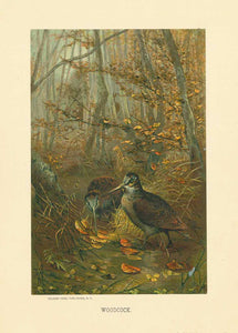 "Woodcock"  Chromolithograph by Selmar Hess mounted on heavier paper. Published ca 1890. Fine condition.  Original antique print , interior design, wall decoration, ideas, idea, gift ideas, present, vintage, charming, special, decoration, home interior, living room design