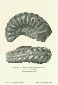 "Bruckstueck einer Ammonitenschale (Amaltheus costatus) aus dem unteren Jura von Salzgitter"  Xylograph images published ca 1900.