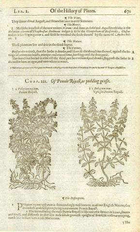 1. Pulegium regium. Pennie Royall. 2. Pulegium mas. Upright Pennie Royall." Text on the reverse side and small image of "Pulegium angustifolium ( Narrow leafed Pennie Royall )