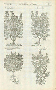 "1. Ocimum magnum. Great Basill. 2. Ocimum medium citratum. Citron Basill" "3. Ocimum minus Gariophyllatum. Bush Basill. 4. Ocimum Basill. Indian Basill." On the reverse side is text about Basill.