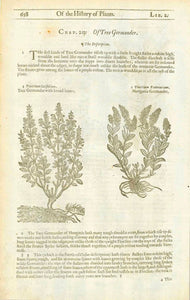    1. Teucrium latifolium. Tree Germander with broad leaves. 2. Teucrium Pannonicum. Hungarie Germander.  On the reverse side is an image of "Chamaedrys Syluestris. Wilde Germander.     Original antique print   Antique woodcuts by John Gerard from his "Herball" published in 1597.   The entire work contines text about the medicinal uses of each plant. Gerard was a botanist and apothecary and cultivated his own extensive garden in England. 
