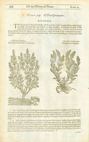    1. Teucrium latifolium. Tree Germander with broad leaves. 2. Teucrium Pannonicum. Hungarie Germander.  On the reverse side is an image of "Chamaedrys Syluestris. Wilde Germander.     Original antique print   Antique woodcuts by John Gerard from his "Herball" published in 1597.   The entire work contines text about the medicinal uses of each plant. Gerard was a botanist and apothecary and cultivated his own extensive garden in England. 