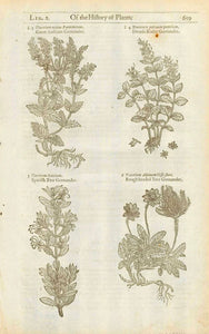    3. Teucrium maius Pannonicum. Great Austrian Germander. 4. Teucriun petraeum pumilum. Dwarfe Rocke Germander. 5. Teucrium Baeticum. Spanish Tree Germander. 6. Teucrium Alpinum Cisti flore. Rough headed Tree Germander.  Original antique print   Antique woodcuts by John Gerard from his "Herball" published in 1597.   The entire work contines text about the medicinal uses of each plant. Gerard was a botanist and apothecary and cultivated his own extensive garden in England. 
