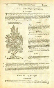 "Of Wood Sage, or Garlicke Sage."  On the reverse side is an image and article about"Scordium Water Germander". Original antique print   Antique woodcuts by John Gerard from his "Herball" published in 1597.   The entire work contines text about the medicinal uses of each plant. Gerard was a botanist and apothecary and cultivated his own extensive garden in England. He often noted where the various plants could be found in England and elsewhere. These are some of the earliest prints made of many plants