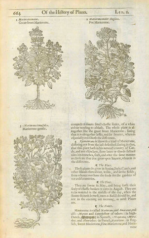 1. Mariorana maior. Great Sweet Marierome  2. MarioranaAnglica Pot Marierome 3. Mariorana tenuifolia.  Page size: 34 x 21 cm ( 13.3 x 8,2 ")  Original antique print   Antique woodcuts by John Gerard from his "Herball" published in 1597.   The entire work contines text about the medicinal uses of each plant. Gerard was a botanist and apothecary and cultivated his own extensive garden in England. He often noted where the various plants could be found in England and elsewhere. These are some of the earliest pr