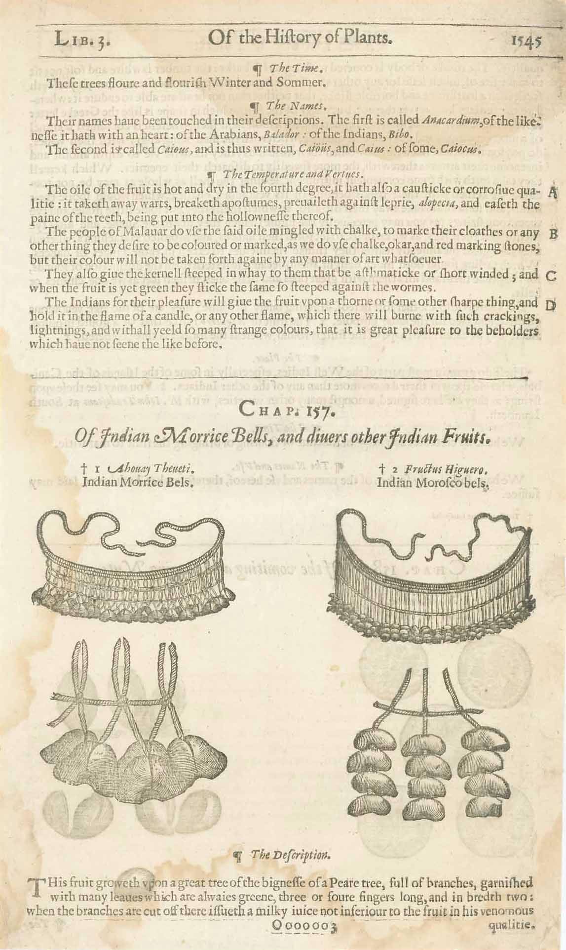 "Of Indian Morrice Bells, and divers other Indian Fruits"  "Ahovay Theveti" and "Fructus Higuero"  Fruits of plants which, dried, rattle. These were used by people in India for Morris Bells tied around the legs of Morris Dancers  Woodcuts.  Published in "Gerard's Herbal - History of Plants" by John Gerard (1545-1612)  London, 1597