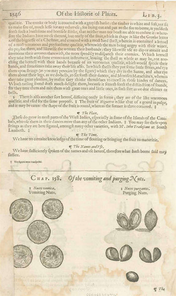 "Of Indian Morrice Bells, and divers other Indian Fruits"  "Ahovay Theveti" and "Fructus Higuero"  Fruits of plants which, dried, rattle. These were used by people in India for Morris Bells tied around the legs of Morris Dancers  Woodcuts.  Published in "Gerard's Herbal - History of Plants" by John Gerard (1545-1612)  London, 1597