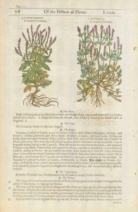 Antique print, Gerard, Left image: "Verbena Communis. Common Veruaine" Right image: "Verbena sacra. Common Veruaine"  Hand coloring. On the reverse side is an image of the: "Scrophularia flore lutco, Yellow floured Fig-wort."  Original antique print  