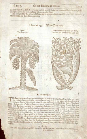 Left image:"Of the Date tree." "Palma. the Date tree." Right image: "Palmarum fructus & flores cum Elate." "The fruit and floures of the Date tree."  Text about date palms on reverse side.  Part of the lower left margin is missing.  Grayish color in upper right and lower right margins.     Original antique print   Antique woodcuts by John Gerard from his "Herball" published in 1597.