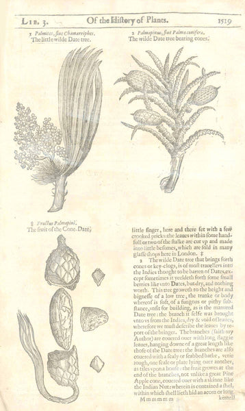 "Of the Drunken Date Tree" (Areca, siue Fausel)  "The little wild date tree" Upper right: "Palmupinus, siue Palma conifera" "The wilde Date tree bearing cones." Lower left: "Fructus Palmapini" "The fruit of the Cone Date"   Original antique print   Antique woodcuts by John Gerard from his "Herball" published in 1597.