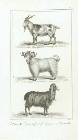 " 1. Domestic Goat 2. Goat of Angora 3. Syrian Goat"  Original antique print   Copper engraving by C. B. Ellis, published 1823., Ziege, Hastige, Angoraziege, syrische Ziege