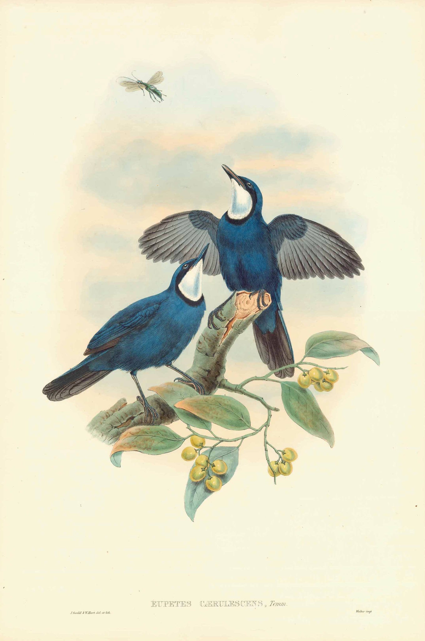 "Eupetes Caerulescens"  Blue Jewel-Babbler  Malaysia, Sumatra, Borneo  Lithograph with original hand coloring. By John Gould and W. Hart  Published in "Birds of Asia", by John Gould (1804-1881) in 7 volumes  London, 1850-1883  Sheet measurement: 55 x 37 cm (ca. 21.7 x 14.5")  Very good condition.  Original antique print  
