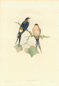 Gould Birds, "Cecropis Rufula"  Red-rumped swallow  India, Sri Lanka (Ceylon), Mianmar (Burma)  Lithograph with original hand coloring. By H.C. Richter  Published in "Birds of Asia", by John Gould (1804-1881) in 7 volumes  London, 1850-1883