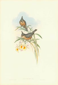 "Parus Dicrous"  Grey crested tit.  Himalaya, South-Central China  With an orchid growing in China: Dendrobium crystalline???  Lithograph with original hand coloring. By H.C. Richter  Published in "A Century of Birds, hitherto unfired, from the Himalaya Mountains"  London, 1831 / 1832  By John Gould (1804-1881)